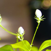 Picture of Jasmine plant