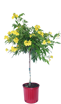 Picture of Acacia tree