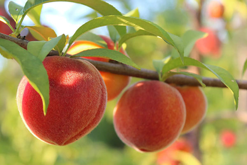 Picture of Peach-tree