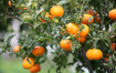 صورة شجره البرتقال 