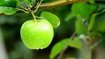 Picture of Apple tree