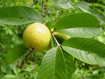 Picture of guava