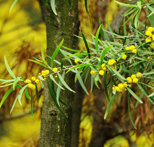 Picture of Acacia tree
