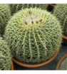 Picture of Judge turban cactus%