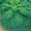 Picture of Russian green kale seeds