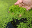Picture of Azolla Plant 500 Gram