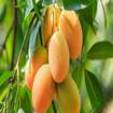 Picture of Mango tree