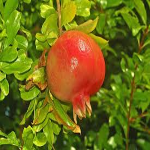 Picture of pomegranate tree