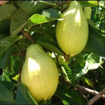 Picture of guava