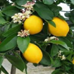 Picture of lemon Tree