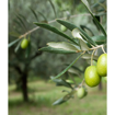 Picture of olive Tree
