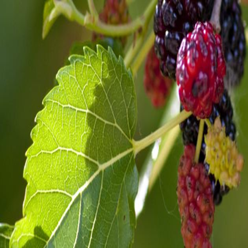 Picture of Mulberry tree