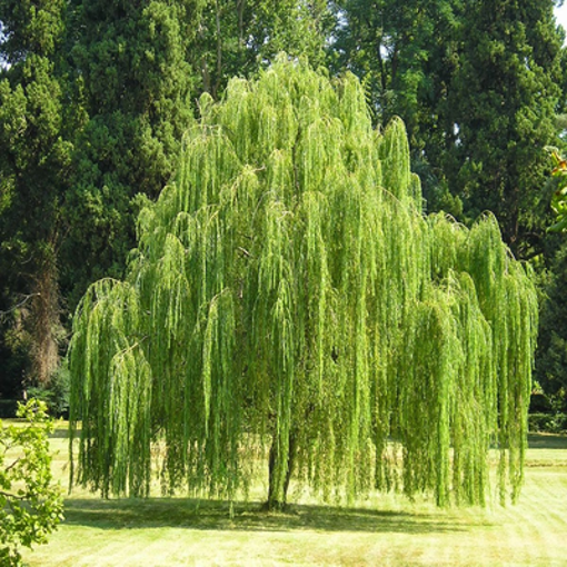 Picture of Willow Tree