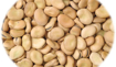 Picture of SEED-14 فول اخضر باجيلا